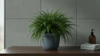 Planning For Houseplant Shopping Requires Clear Choices About Room Humidity