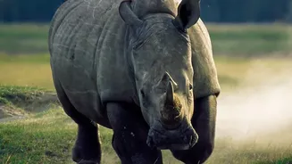 Dudhwa's Rhino Story Moves From Reintroduction to Expansion