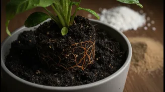Why Standard Garden Soil Suffocates Potted Roots During Sustained Monsoon Downpours Without Drainage Enhancers