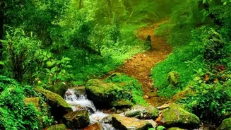 South Andaman's Rainforest Birding Trail Brings Guide Quality and Low-Impact Etiquette Together in One Story