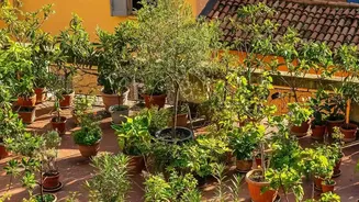 What The New Small-Space Gardening Trend Shows About Walls And Railings For Plants