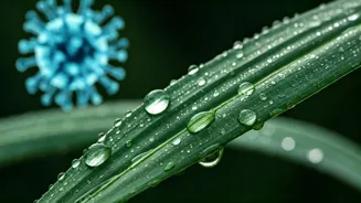 Seychelles Travel Alert: Understanding Chikungunya & Staying Safe on Your Dream Vacation