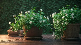 Monsoon Terraces Deserve Jasmine’s Sweet Fragrance