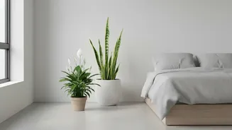 Why Snake Plants and Peace Lilies are the perfect low-maintenance green additions to modern minimal bedrooms