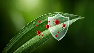 Stay One Step Ahead Of Monsoon Viruses
