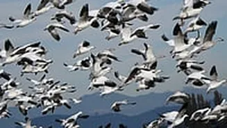 UP Wetlands Emerging As Haven For Migratory Birds Boosting Eco-Tourism