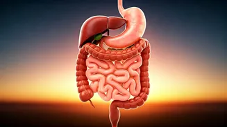 Unlock Better Health: The Power of an Early Dinner for Fat Loss and Gut Health