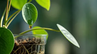 Protect Delicate Indoor Foliage Using Liquid Seaweed Extracts