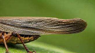 5 Tail-Wagging Wonders: Animals with Amazing Tails!