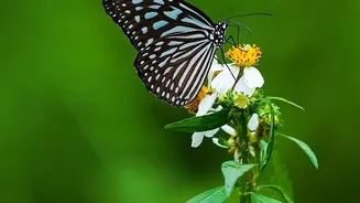 Noticing Urban Nature: How Seasonal Shifts Influence Urban Butterfly Breeding Seasons Today