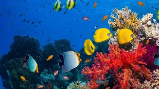 Exploring Deep Water Coral Gardens In Lakshadweep During The Late Autumn Sunny Season