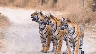 PM Modi says India houses about 70% of world's tigers