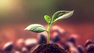 The Latest Update On The Latest Emerging-Technology Course Count Links Back To Curriculum Depth