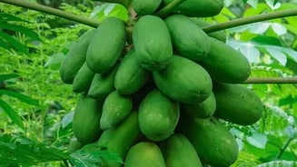 Can Papaya Leaves Raise Platelets in Dengue? Evidence Remains Limited