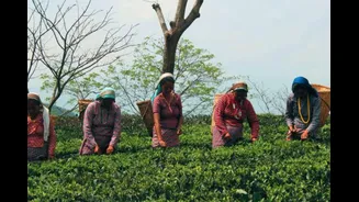 Poll Body Approves Tea Garden Employment Records For Bengal SIR, BJP Hails Move