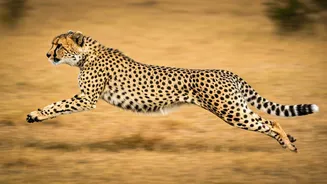 These Animals Are The Fastest On Earth