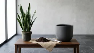 How To Repot Low-Light Indoor Houseplants Safely Using Easy Beginner-Friendly Gardening Methods Today