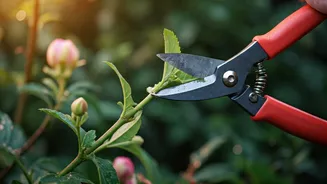 June Pruning Saves Plants From Rainy Overgrowth