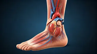 Your Feet's Whispers: Decoding Potential Heart Issues from Lower Limb Clues