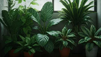 Monsoon Plants Make Balcony Corners Feel Alive