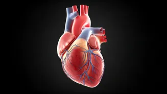 Heart Disease: 3 Early Warnings to Watch Out For