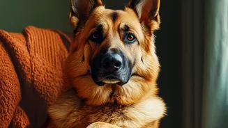 Dog Paw Cleaning: Starts With A Simple Rinse After Muddy Walks As Can Keep Outdoor Dirt From Spreading Across Floors