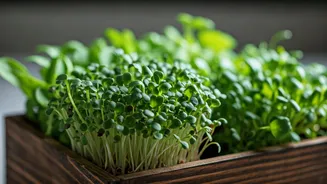 Microgreens Emerge As Easiest Superfood Trend For Busy College Grads