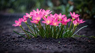 Rain Lilies Are Made For Indian Monsoons
