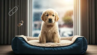 Monsoon Pets Need More Than Cute Raincoats