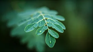 This Ingredient Is More Than A Trendy Green