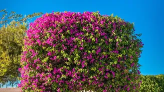 Tropical Home Garden Plants: Bougainvillea Along A Garden Boundary