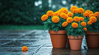 Rainy Gardens Look Better With Marigold Pots