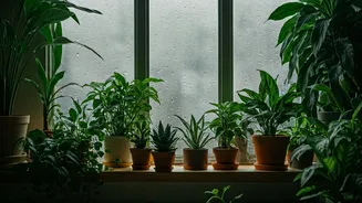 Plant-Filled Homes Make Rainy Days Softer