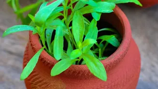 Balcony Herb Farming Is Giving Chennai's Urban Homes A Fresh Green Makeover