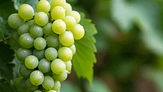 त्वचा के लिए अंगूर के कमाल के फायदे: जानें कैसे!