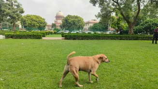 Building castle in the air: SC irked over non-compliance of orders by states in stray dog case