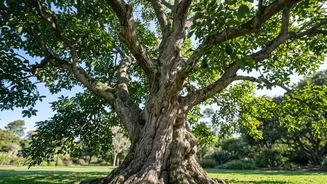 India's Oldest Avocado Tree Raises Questions About The Tree's Reported Age