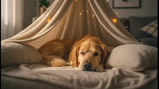 Pets Need Choice, Distance And A Secure Place During Loud Weather