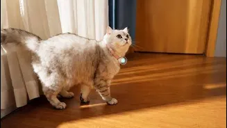 Meng Xiaoyi claims AI collar translates pet sounds and gestures
