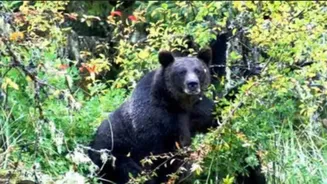 Two bears enter Uttarakhand’s Chamoli school, attack child; students rescue, villagers demand safety