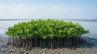 Eastern Coast Mangrove Planting Initiatives Build Resilient Bio--Shield Defenses Against Severe Surge Waves