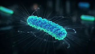 Quantum Proteins: A Magnetic Leap Forward for Biological Imaging and Therapy