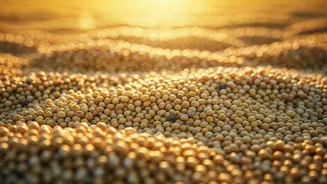 India's Food Future May Depend More On Millets