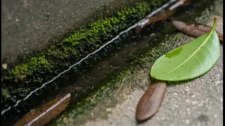 Why clean balcony drainage channels prevent pest breeding loops during humid monsoon cycles