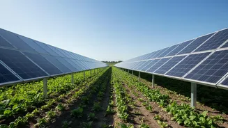 Start Agrivoltaics Assessment with Crop Shade after India's Agrivoltaics Push