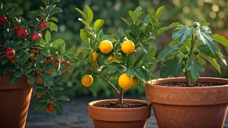 9 Fruit Trees for Small Yards & Patios: Your Compact Orchard Guide