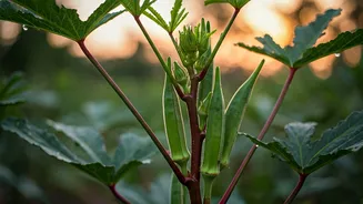 Bhindi Lovers, Start Your Pre-Monsoon Garden Now