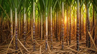 Pongal 2026: The Harvest Festival's Deep Roots