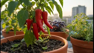 Monsoon Balcony Micro-Gardens Can Turn Small Spaces into Edible Plots: A Guide for Urban Renters and Home Gardeners