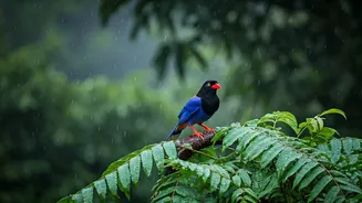 Skip Tigers, Discover Monsoon Wildlife